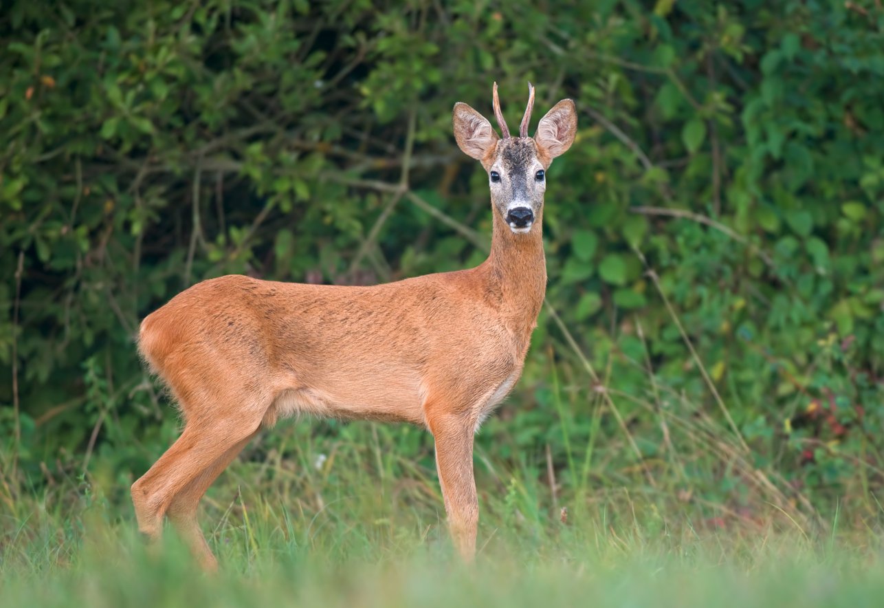 tICK season in Sussex County